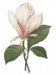 The Magnolia School of Etiquette and Protocol