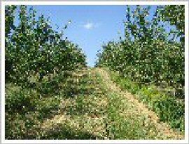Appletrees by Atlantic Birches Inn