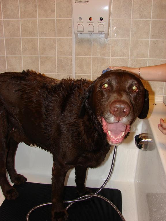 Pictures for Happy Tails Self Serve Dog Wash in Sandwich, MA 02563