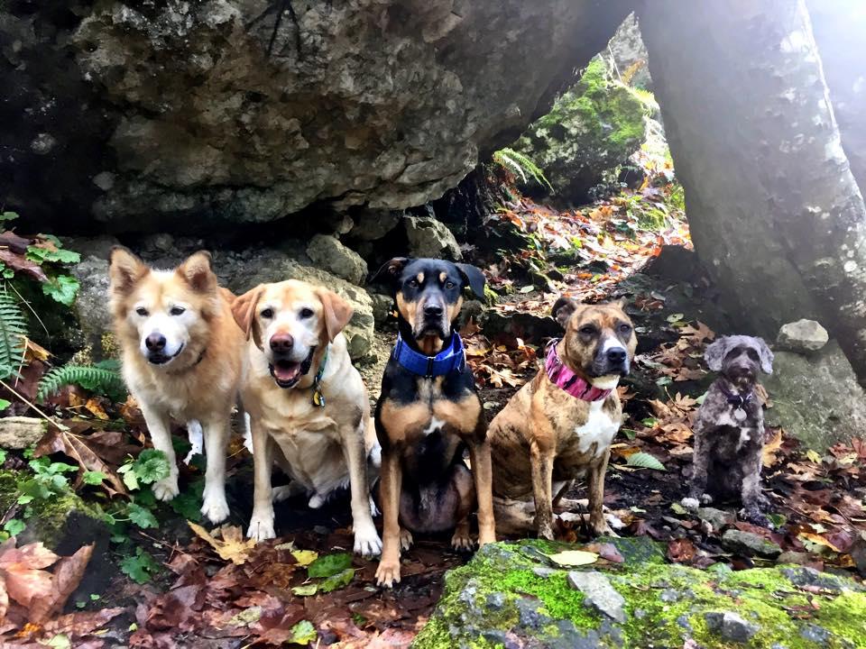 Pictures for Happy Tails Dog Walking Services Inc in Seattle, WA 98108