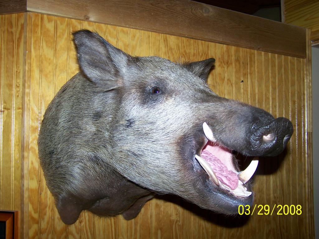  by Swampfox Taxidermy