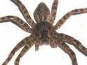 wolfspder by SUMMERLIN PEST CONTROL