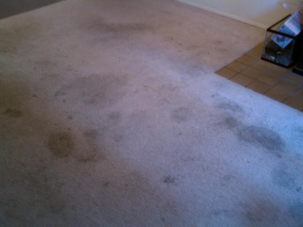Heavily stained carpet before cleaning from SAMMAMISH CARPET CLEANERS in Sammamish, WA 98075