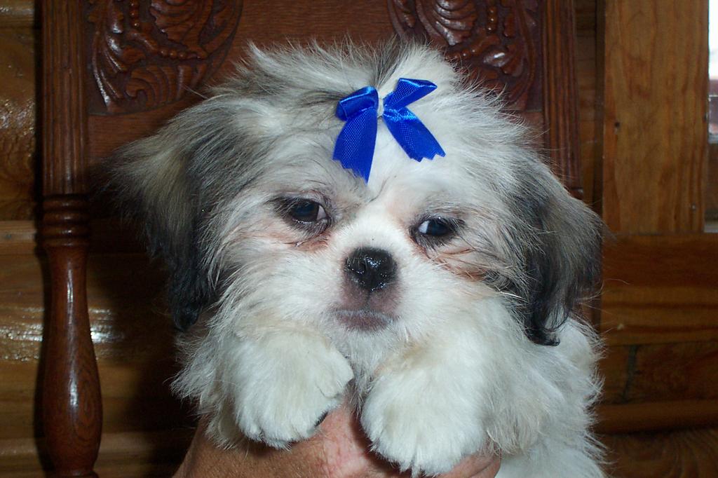 Lisa's All Breed Dog & Cat Grooming Washington MI 48094 5867865455