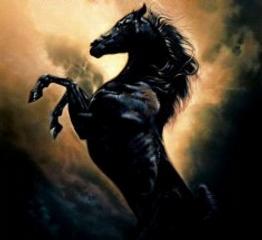 Black Stallion Production