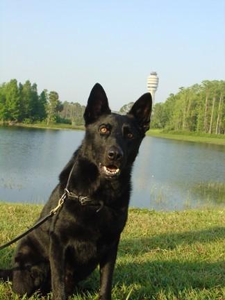 wallace k9 training center