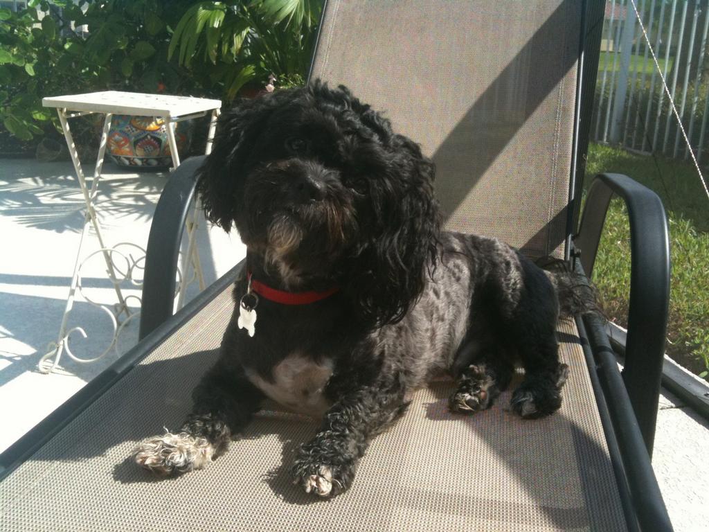 wallace k9 training center