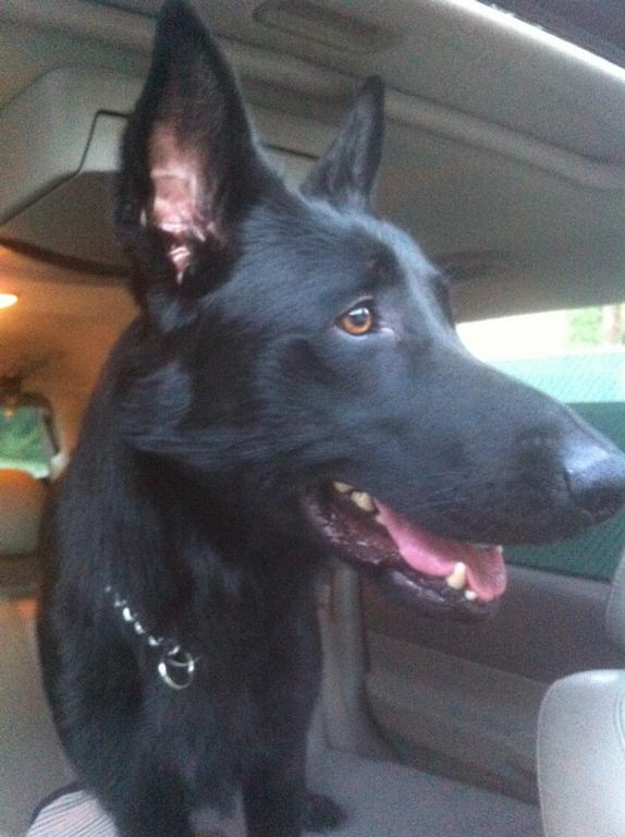 wallace k9 training center