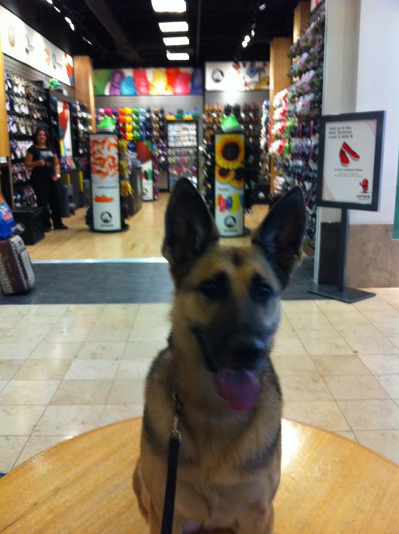 wallace k9 training center