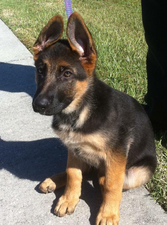 wallace k9 training center