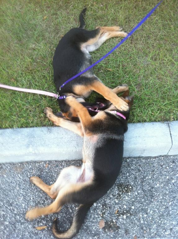 wallace k9 training center