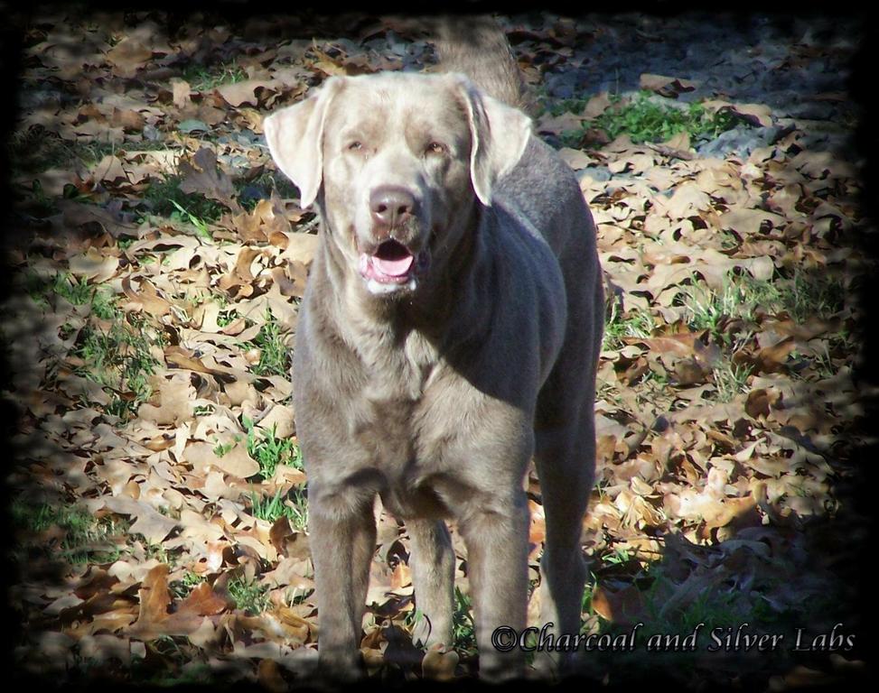 Charcoal And Silver Labs Little Rock AR 72210 5015510786