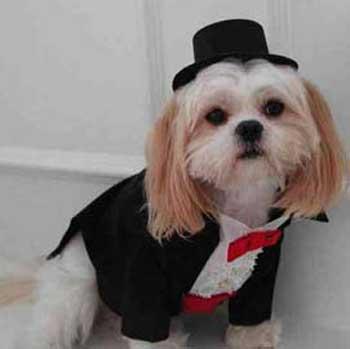 dog w hat by Promoting Spirit