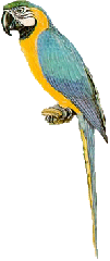 Parrotique Newsletter