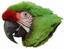 Parrotique & Carries Critters