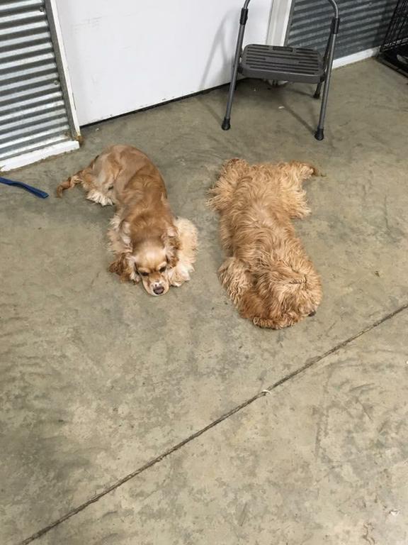 Panama City Beach Doggy Daycare Panama City Beach Doggy Daycare