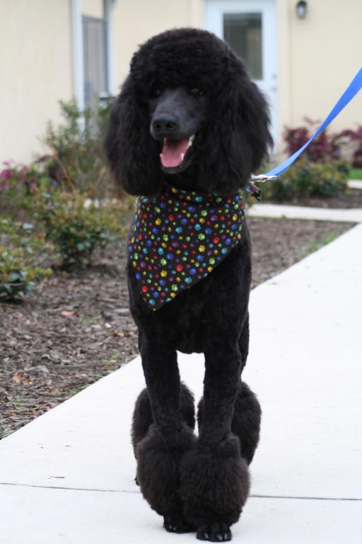 Happy Dog Inn Happy Dog Inn - Green Cove Springs FL 32043 | 904-284-3113