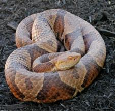 copperhead_snake2 by A All Animal Control