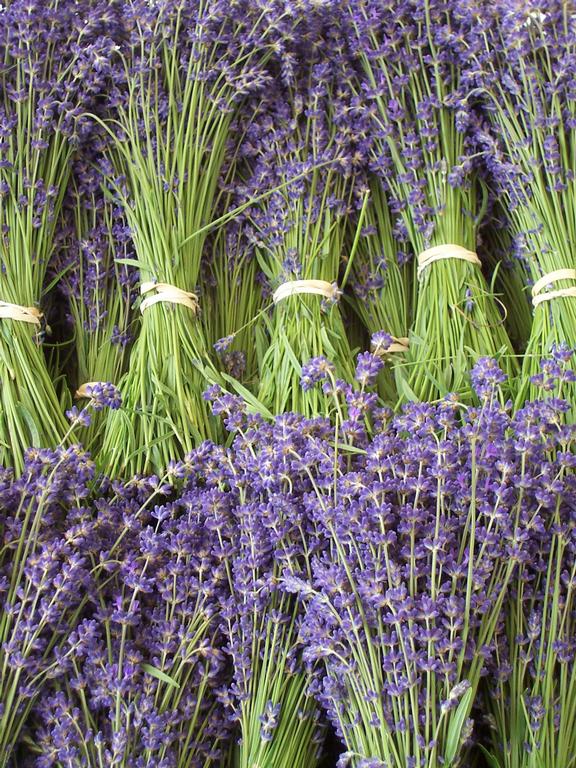 Sauvie Island Lavender Farm Portland OR 97231 5035776565