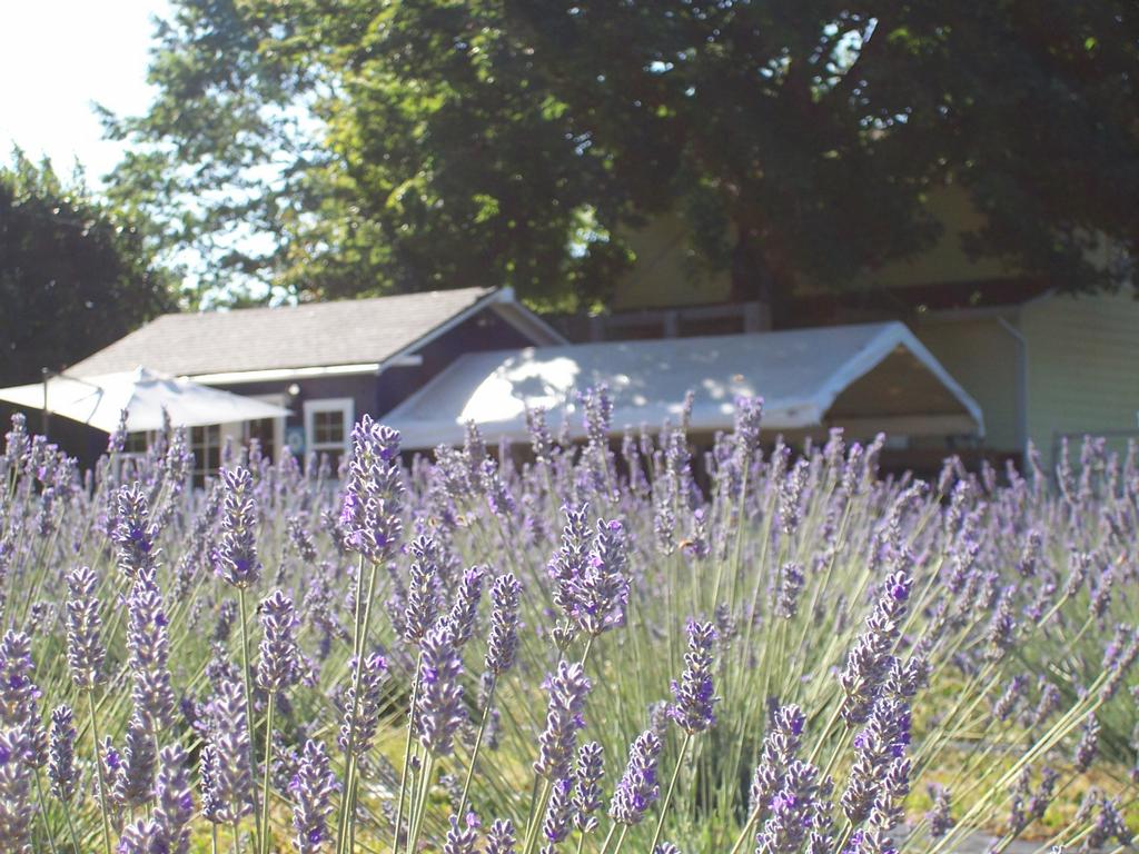 Sauvie Island Lavender Farm Portland OR 97231 5035776565
