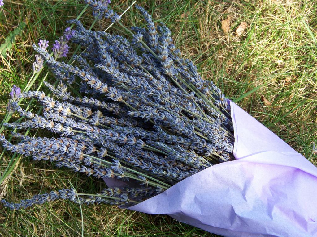 Sauvie Island Lavender Farm Portland OR 97231 5035776565