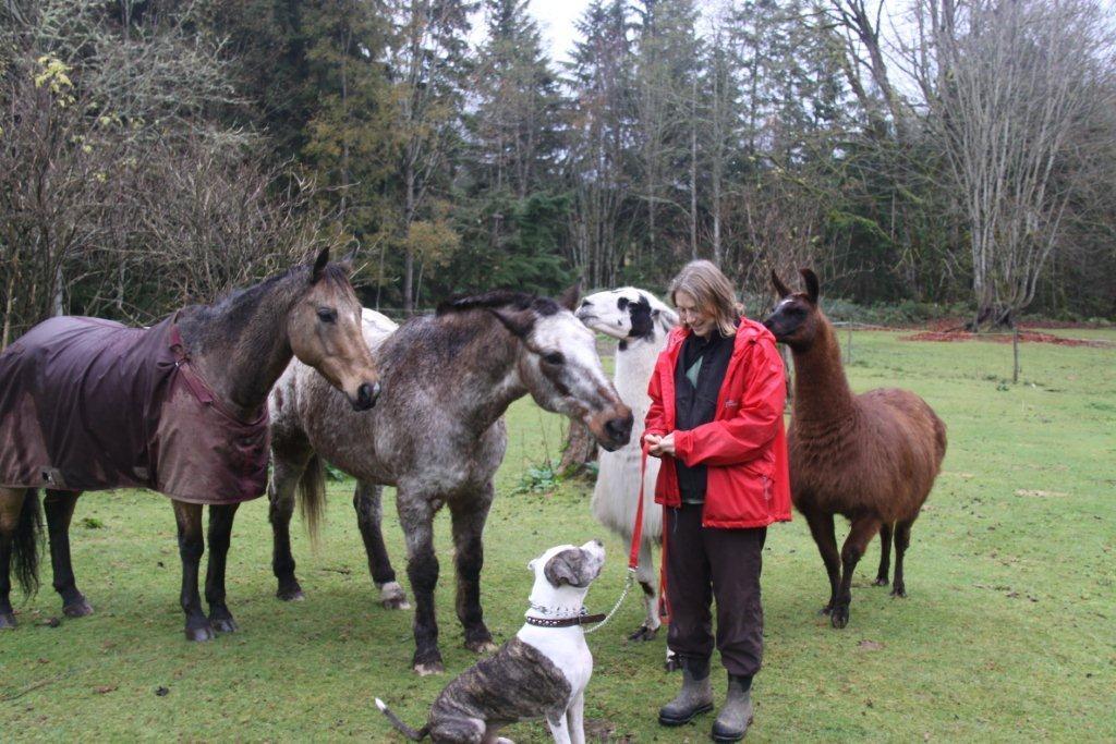 Disco, horses, llamas, cindy IMG_8353 by Mystic Mountain Pet Retreat