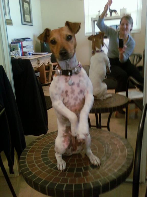 Image Result For Dog Training Classes Sarasota Image Result For Dog Training Classes Sarasota