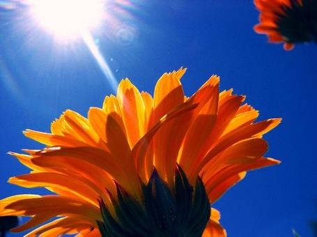 flowers-in-sun by Sequoia Payroll Solutions