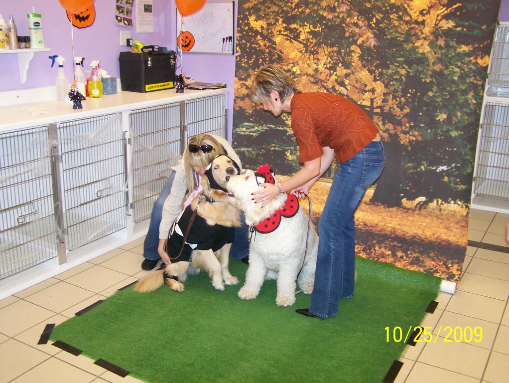Pictures for Bella's Family Pet Grooming in Bolingbrook, IL 60440