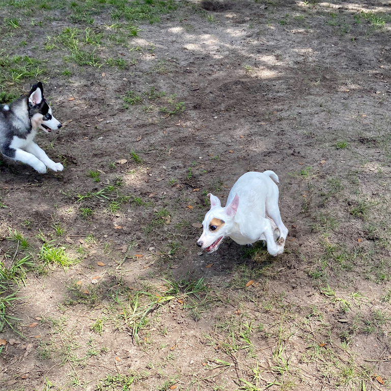  by Bass Pet Resort & Spa