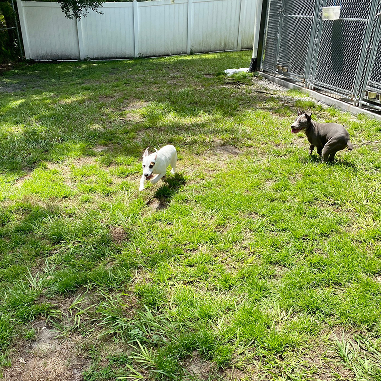  by Bass Pet Resort & Spa