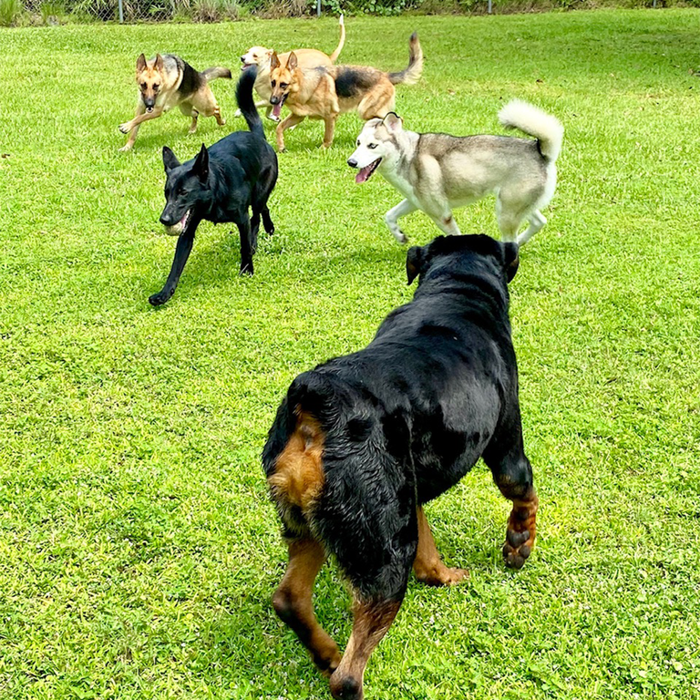  by Bass Pet Resort & Spa
