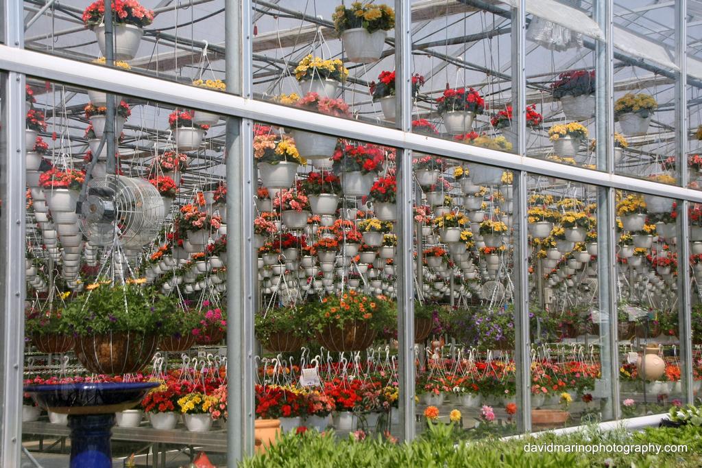 Bedford's Greenhouse, Inc Akron NY 14001 7165426110