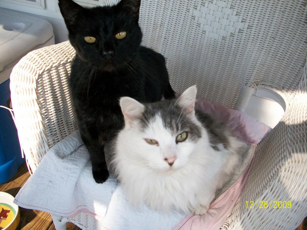 Liza's Pampered Paws