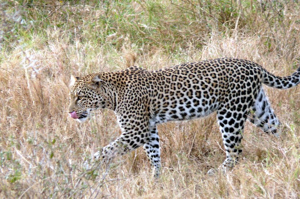 Leopard_(Panthera_pardus) by New Adventuer Safaris