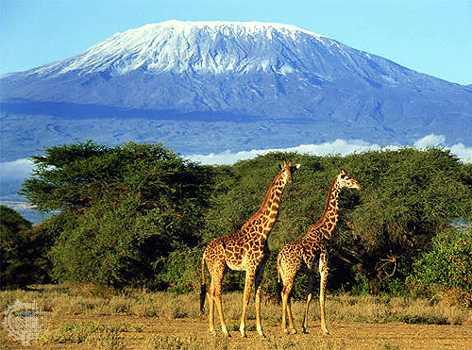 kilimanjaro1233005352 by New Adventuer Safaris