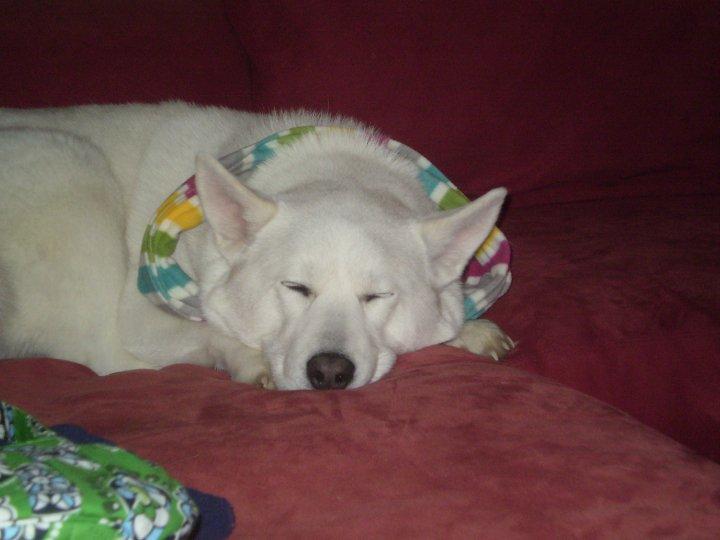 Pictures for Bandanas and Bows Pet Grooming in Bedford, PA 15522