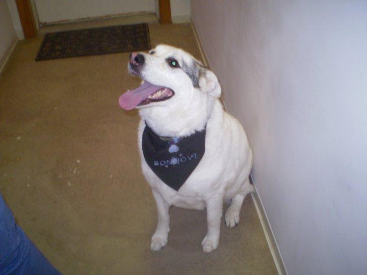 Pictures for Bandanas and Bows Pet Grooming in Bedford, PA 15522