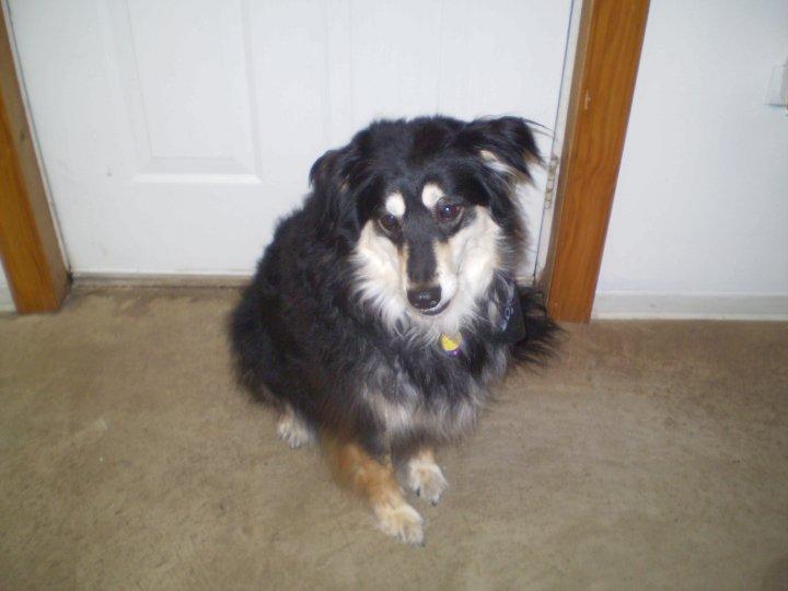 Pictures for Bandanas and Bows Pet Grooming in Bedford, PA 15522