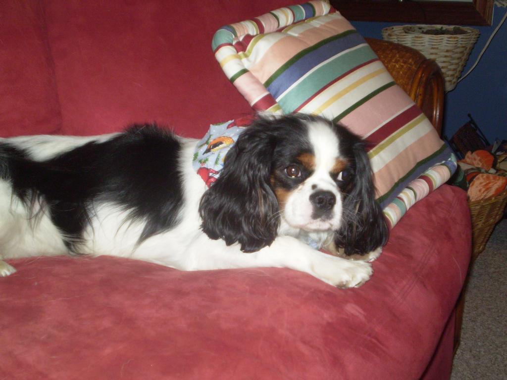 Pictures for Bandanas and Bows Pet Grooming in Bedford, PA 15522