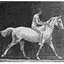 Horse Books Plus