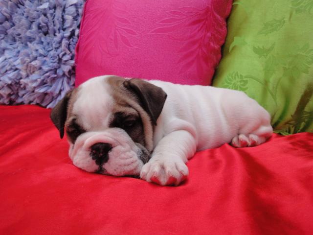 Girl 1212 9 by Beverly Hills Puppies, Inc.