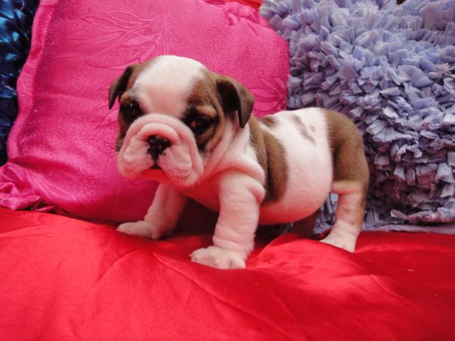 Girl 1225 15 by Beverly Hills Puppies, Inc.