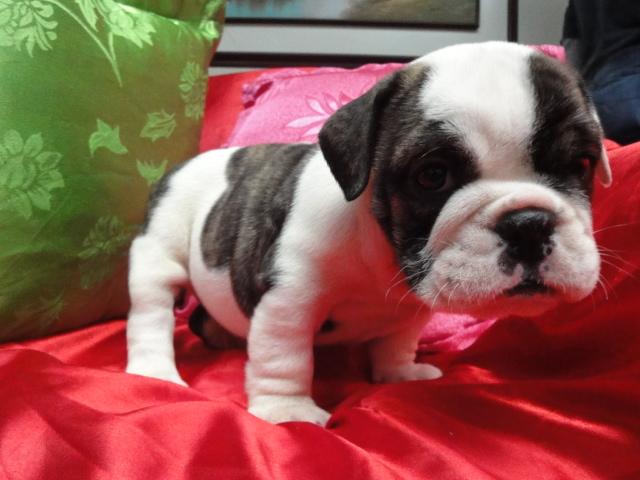 Girl1 (3) by Beverly Hills Puppies, Inc.