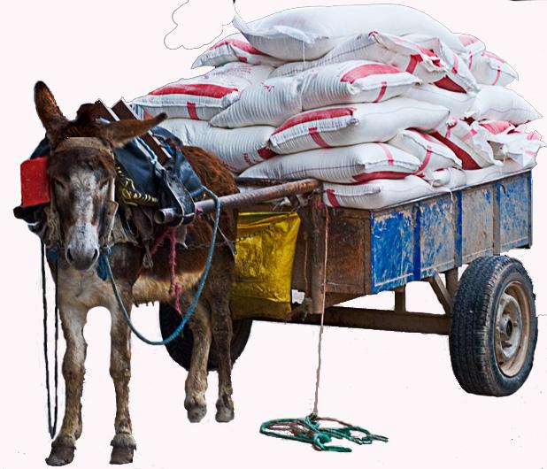 Donkey withe background by J & D Express Service
