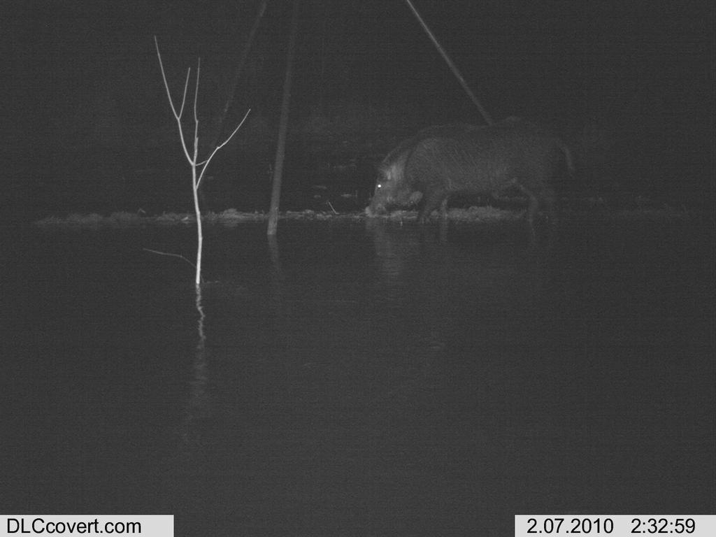 Pictures for Wild Hog Guided Hunts Four Oaks Wild Boar Outfitters