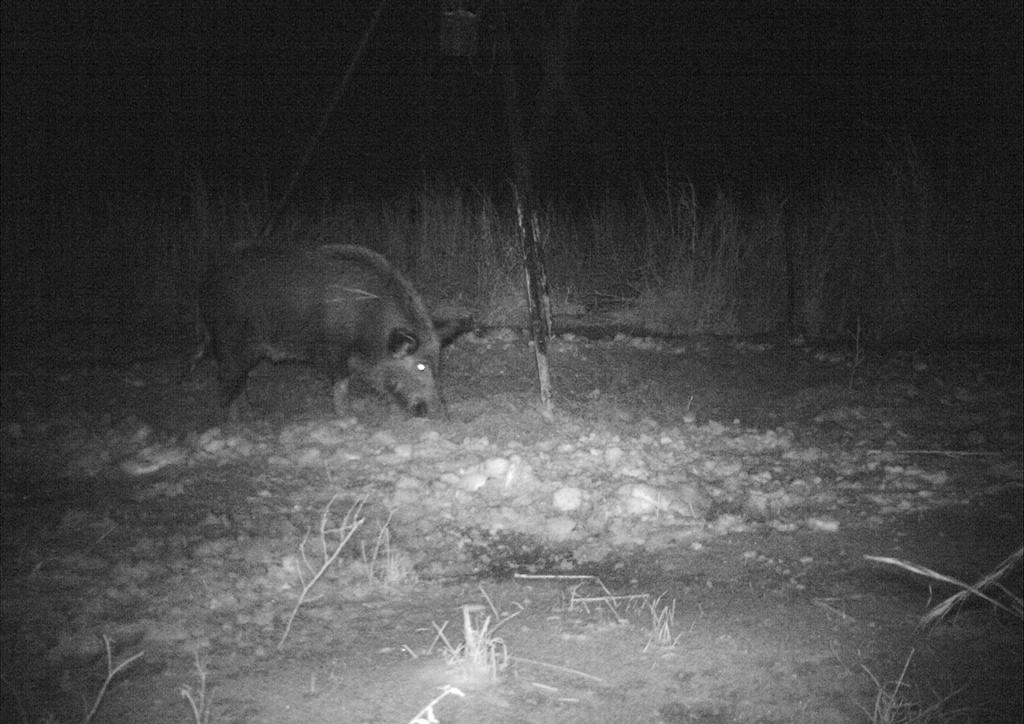 Pictures for Wild Hog Guided Hunts Four Oaks Wild Boar Outfitters