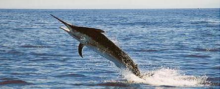  by Deep Water Charter LLC