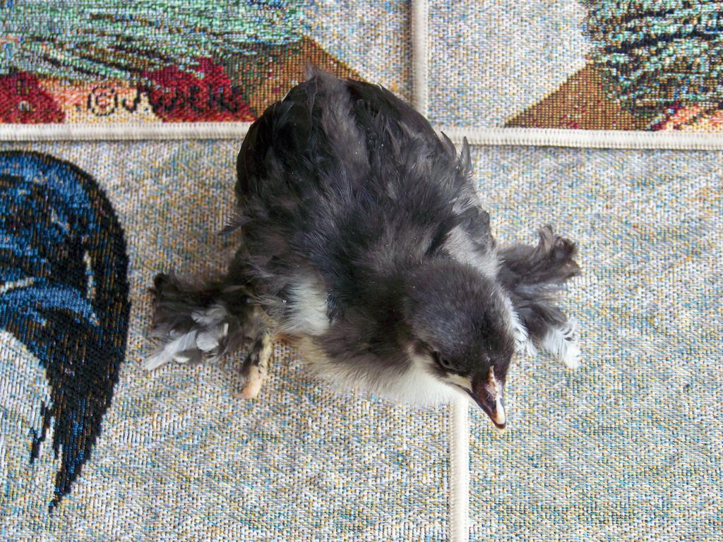 Fancy Feather Farms Amelia Court House VA 23002 8045611701