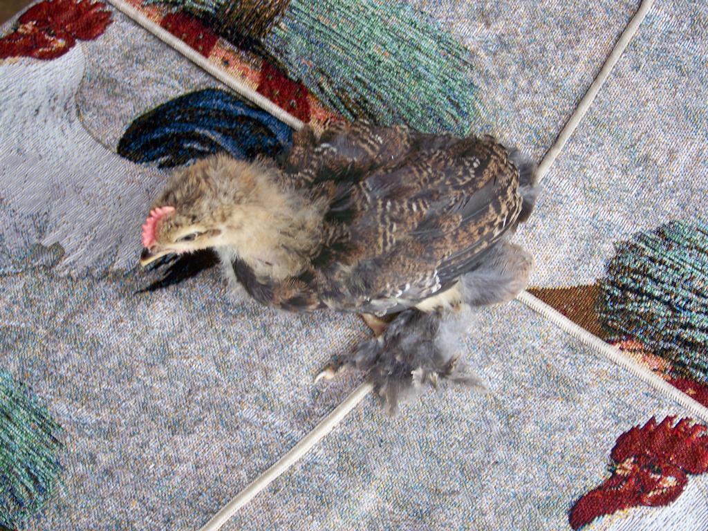 Standard Partridge Cochin 5 Weeks Old from Fancy Feather Farms in